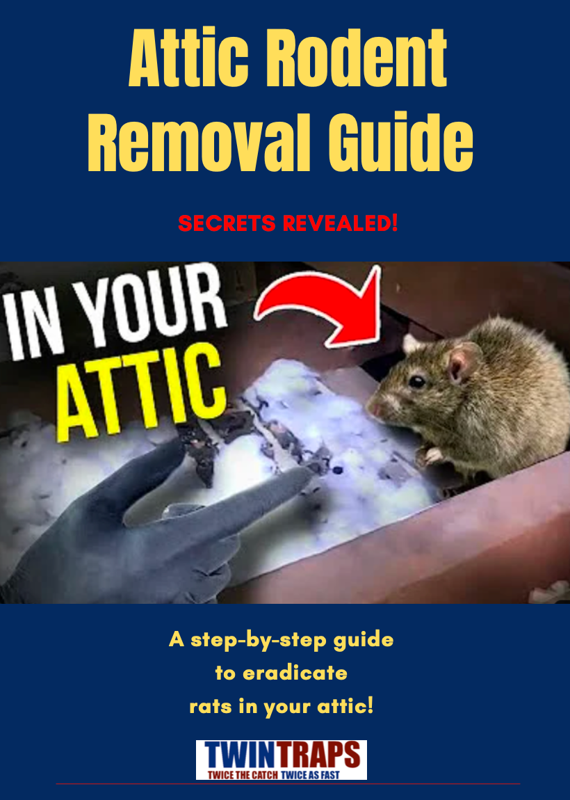 Attic Rodent Removal Guide